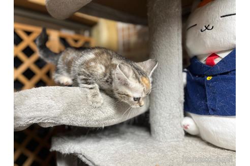 成約済の千葉県のアメリカンショートヘア-54303の17枚目