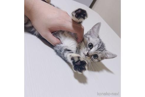 販売中の千葉県のアメリカンショートヘア-56009