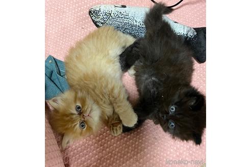 成約済の埼玉県のミックス-54189の48枚目