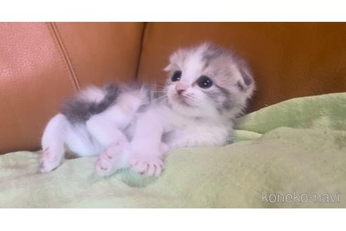 販売中の埼玉県のスコティッシュフォールド-56054