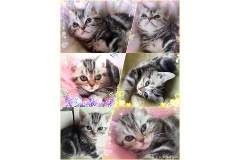 販売中の東京都のアメリカンショートヘア-50764の4枚目