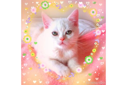 販売中の東京都のアメリカンショートヘア-50790の2枚目