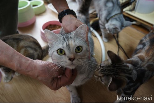 の埼玉県の-