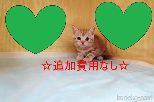 販売中の東京都のアメリカンショートヘア-56226