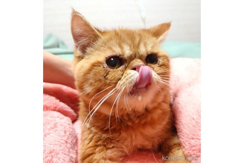 成約済の愛知県のエキゾチックショートヘア-56276の4枚目