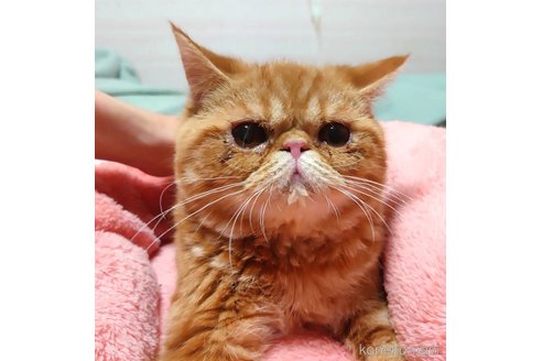 成約済の愛知県のエキゾチックショートヘア-56276の5枚目