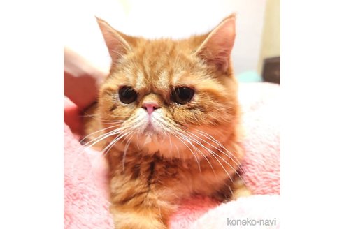 成約済の愛知県のエキゾチックショートヘア-56276の1枚目