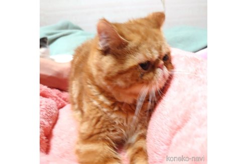 成約済の愛知県のエキゾチックショートヘア-56276の2枚目