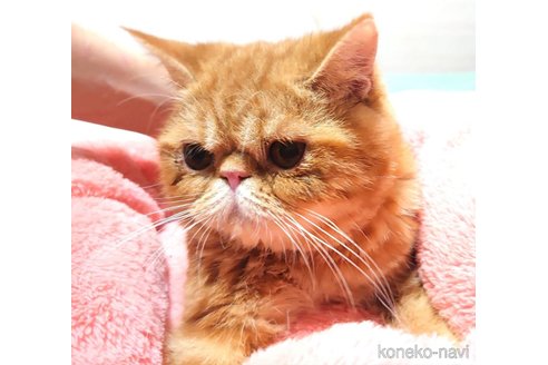 成約済の愛知県のエキゾチックショートヘア-56276の3枚目