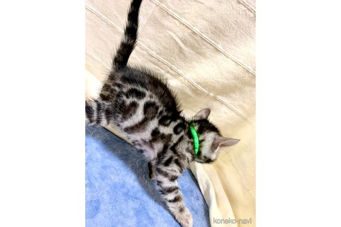 成約済の静岡県のベンガル-55064の71枚目