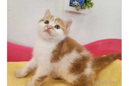 販売中の埼玉県のマンチカン-56355の2枚目