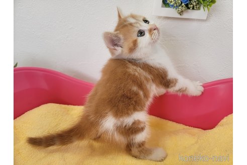 販売中の埼玉県のマンチカン-56355の4枚目