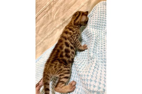 成約済の静岡県のベンガル-55670の77枚目