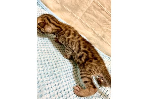 成約済の静岡県のベンガル-55670の76枚目