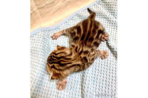 成約済の静岡県のベンガル-56381の77枚目