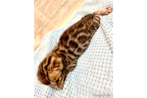 成約済の静岡県のベンガル-56381の76枚目