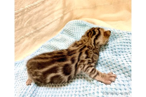成約済の静岡県のベンガル-56381の74枚目
