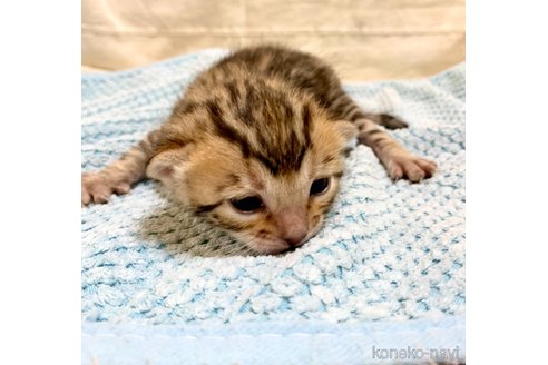 成約済の静岡県のベンガル-56381の73枚目