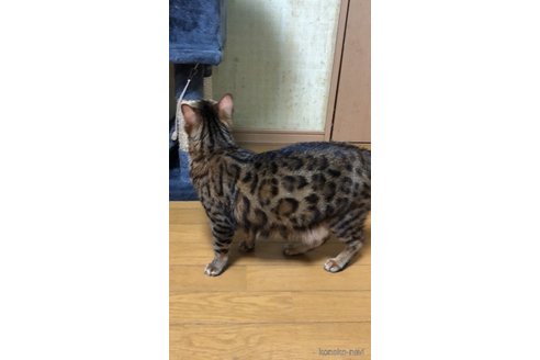 チャコちゃん1枚目