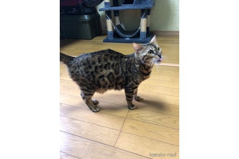 チャコちゃん1枚目