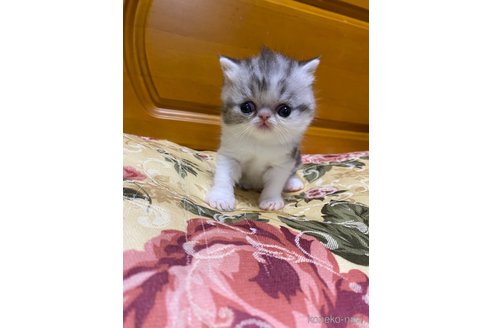 販売中の福岡県のエキゾチックロングヘア-56399