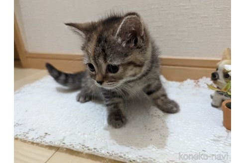 成約済の広島県のミックス-53716の42枚目