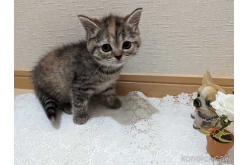 成約済の広島県のミックス-53716の41枚目