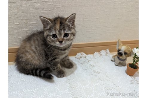 成約済の広島県のミックス-53716の39枚目