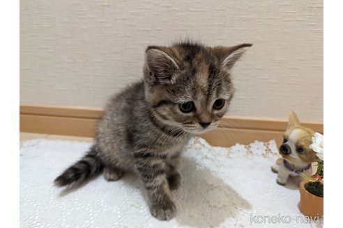 成約済の広島県のミックス-53716の37枚目