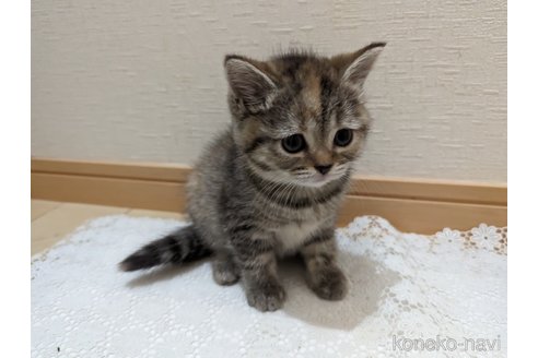 成約済の広島県のミックス-53716の35枚目