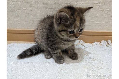 成約済の広島県のミックス-53716の34枚目