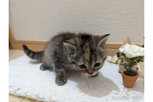 成約済の広島県のミックス-53716の33枚目