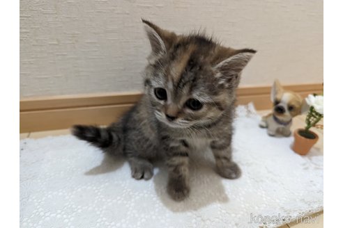 成約済の広島県のミックス-53716の31枚目