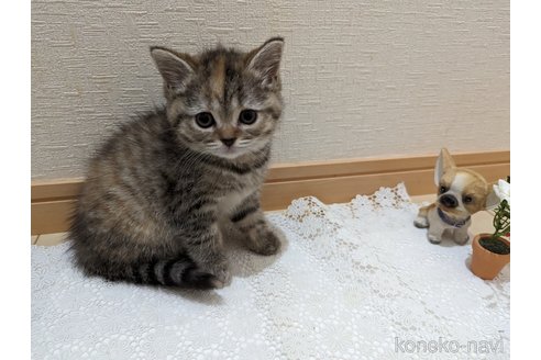 成約済の広島県のミックス-53716の27枚目