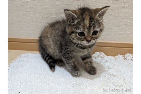 成約済の広島県のミックス-53716の26枚目