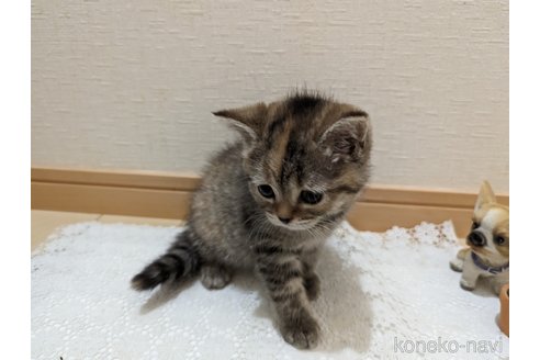 成約済の広島県のミックス-53716の24枚目