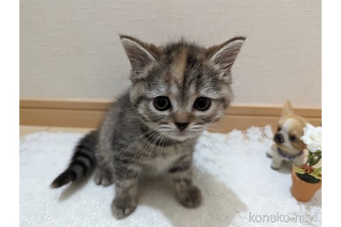 成約済の広島県のミックス-53716の23枚目