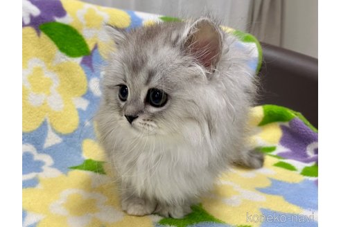 成約済の神奈川県のミヌエット-53434の2枚目