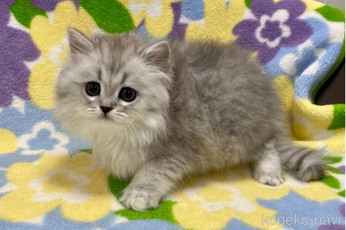成約済の神奈川県のミヌエット-53434の4枚目