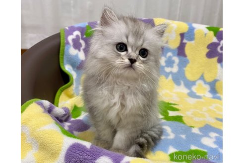 成約済の神奈川県のミヌエット-53437の5枚目