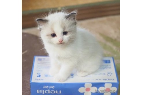 成約済の岐阜県のラグドール-55285の2枚目