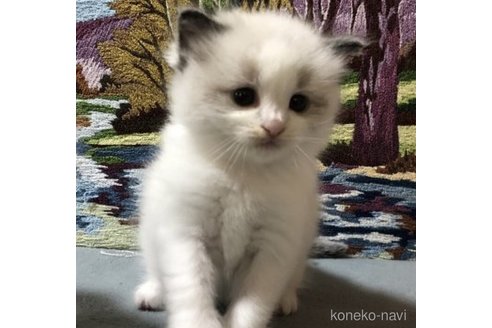 成約済の岐阜県のラグドール-55285の3枚目