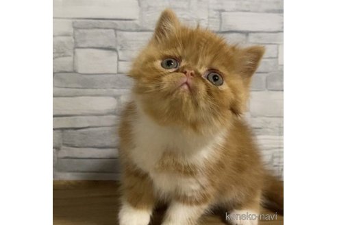 販売中の徳島県のエキゾチックショートヘア-56443
