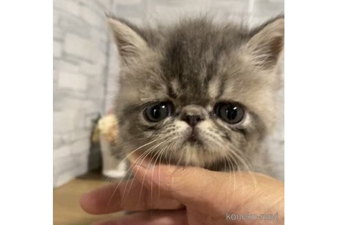 販売中の徳島県のエキゾチックショートヘア-56447