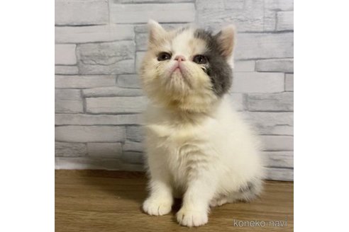 販売中の徳島県のエキゾチックショートヘア-56449