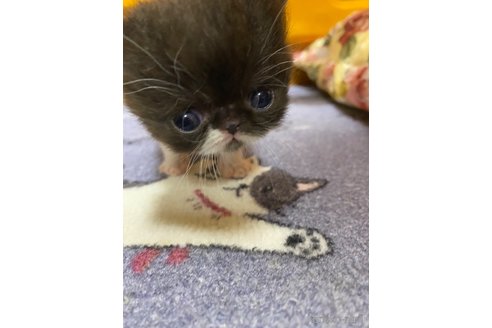 販売中の福岡県のエキゾチックショートヘア-56451