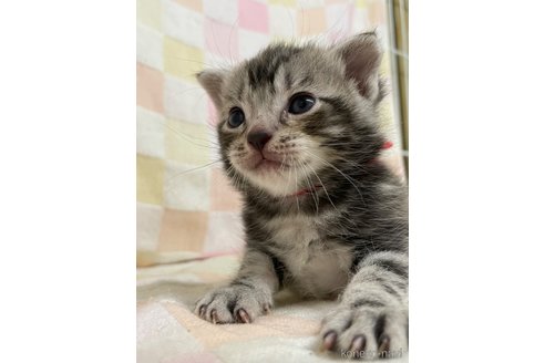 販売中の愛知県のアメリカンショートヘア-56475