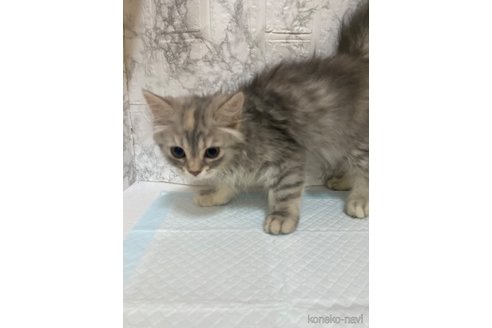 販売中の群馬県のスコティッシュストレート-56506
