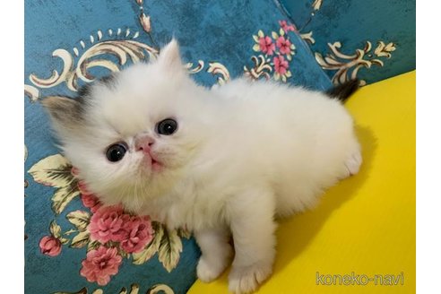 販売中の佐賀県のエキゾチックロングヘア-56505