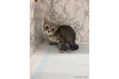 販売中の群馬県のスコティッシュストレート-56509